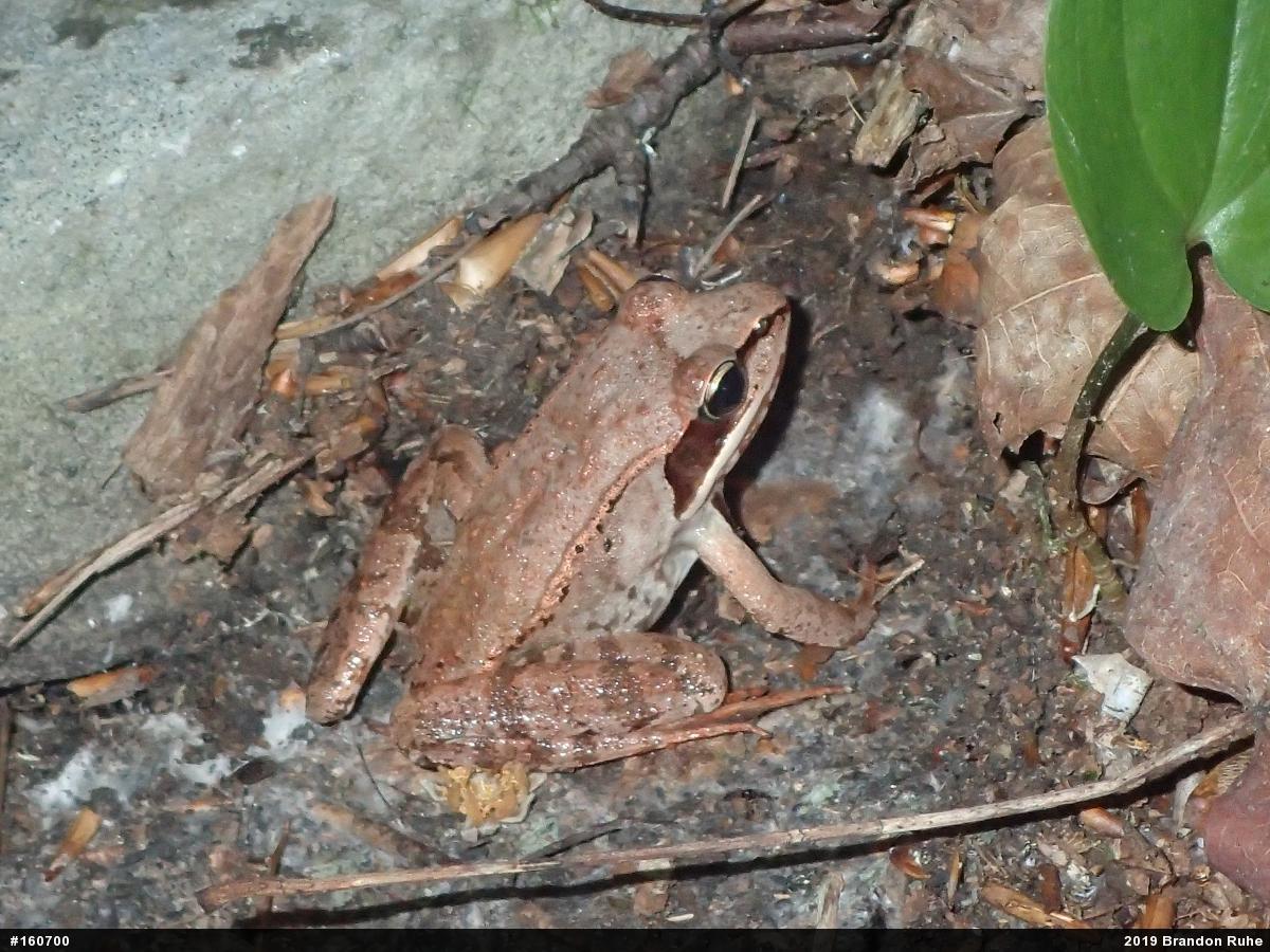 Wood Frog