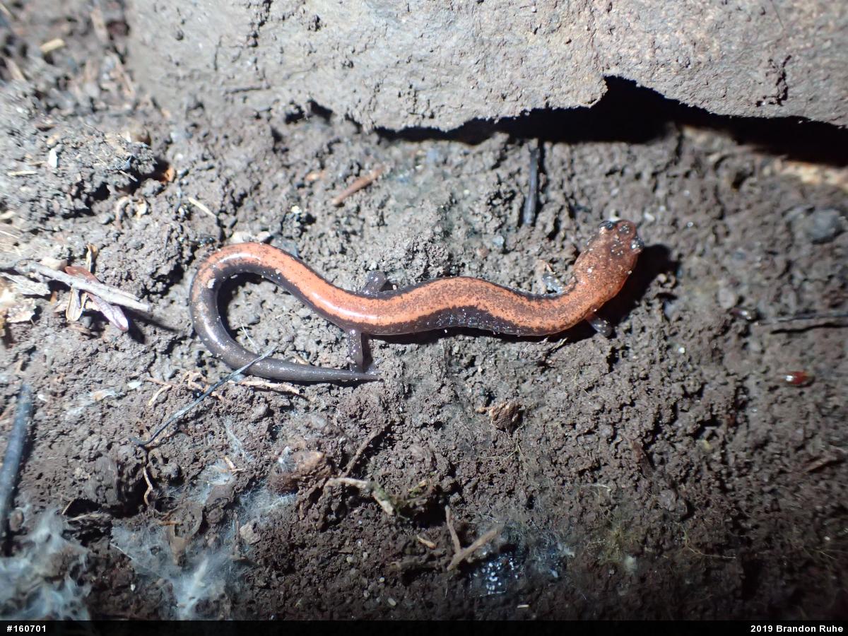Eastern Red-backed  Salamander