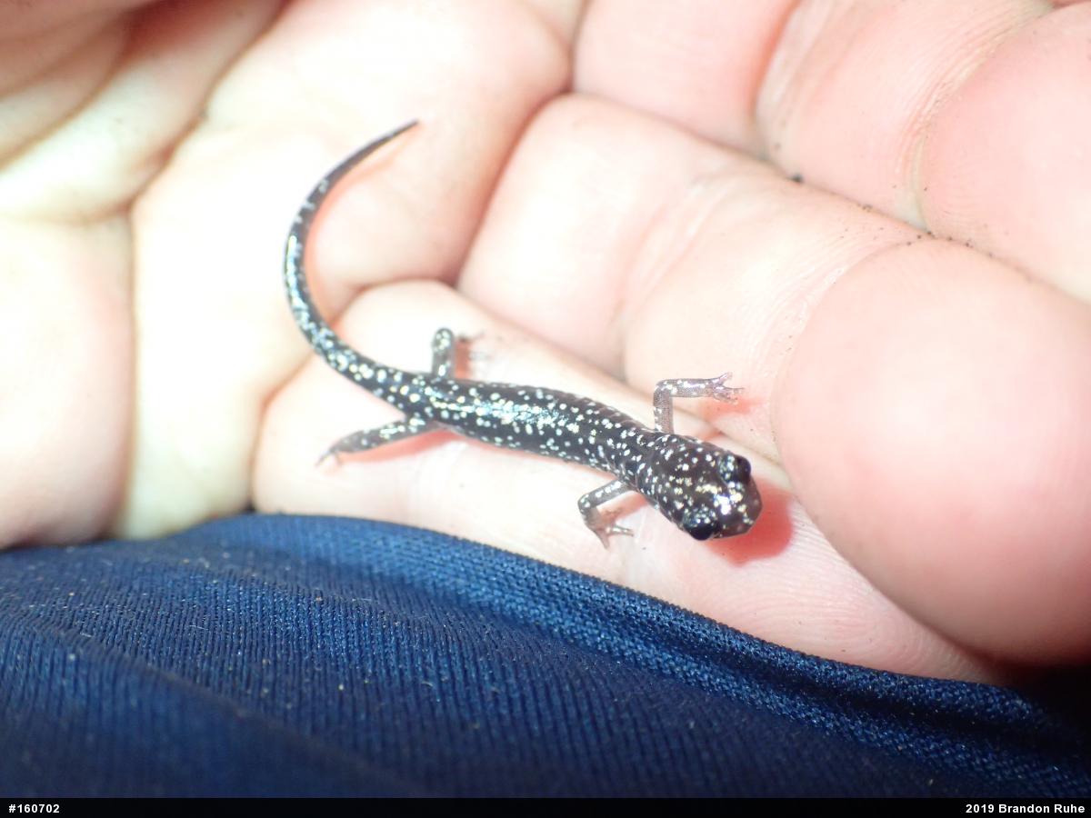 Northern Slimy Salamander