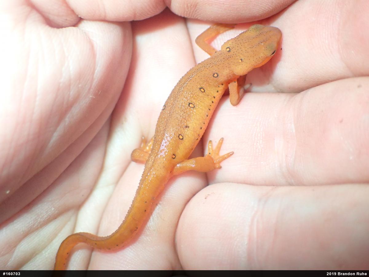 Red-spotted Newt
