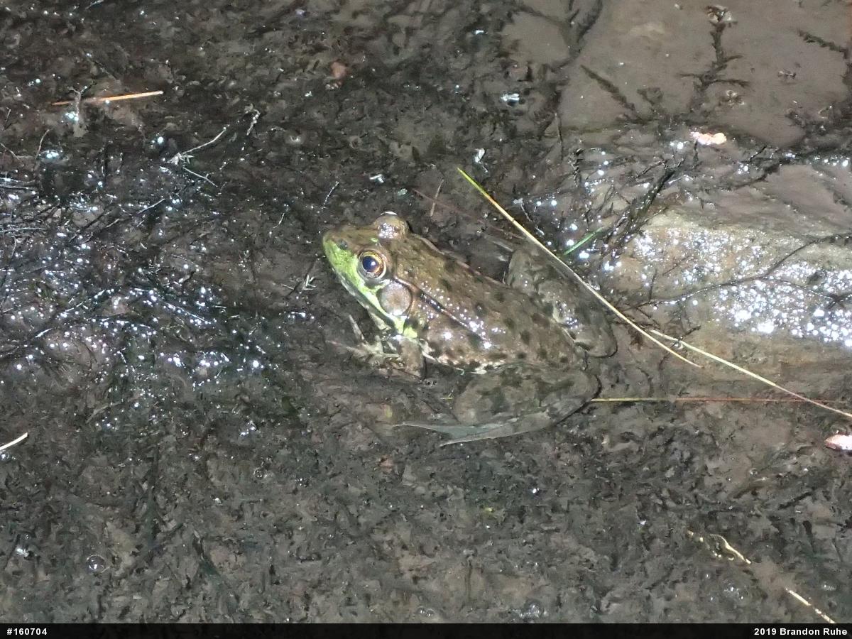 Green Frog