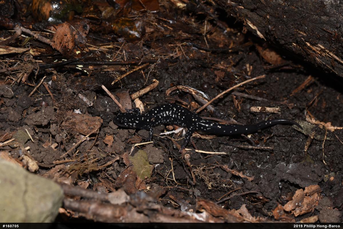 Northern Slimy Salamander