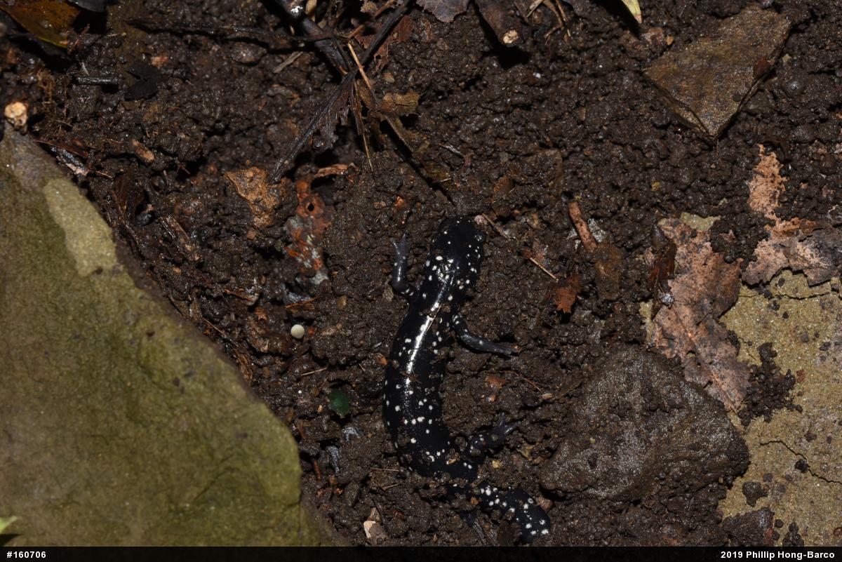 Northern Slimy Salamander