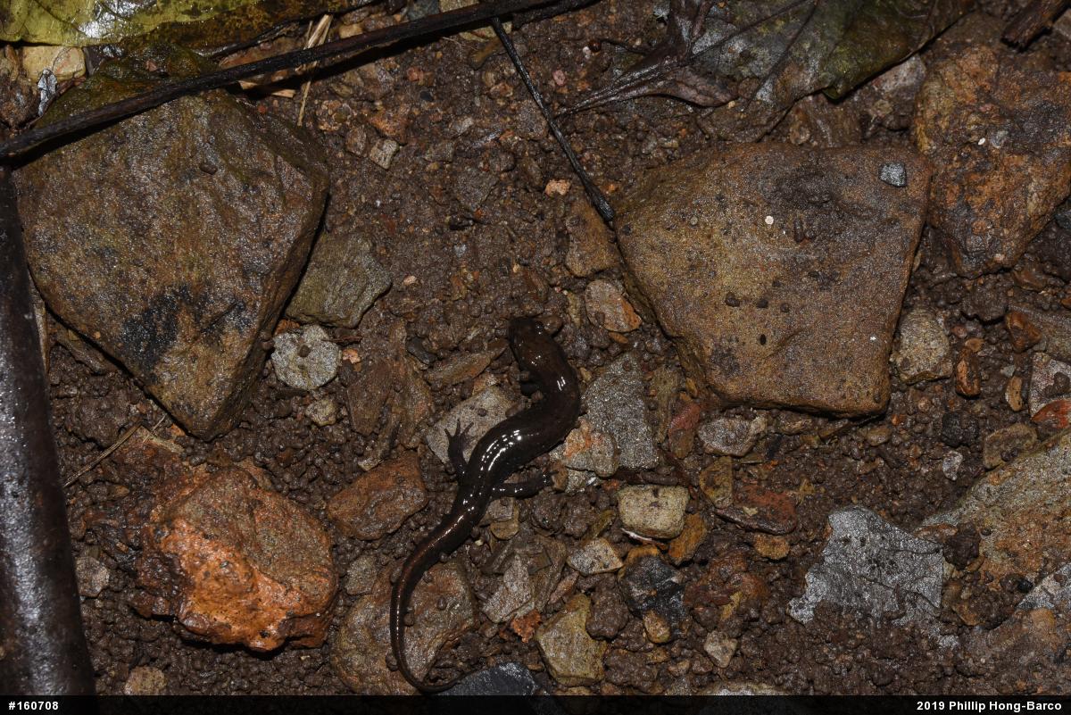 Northern Dusky Salamander