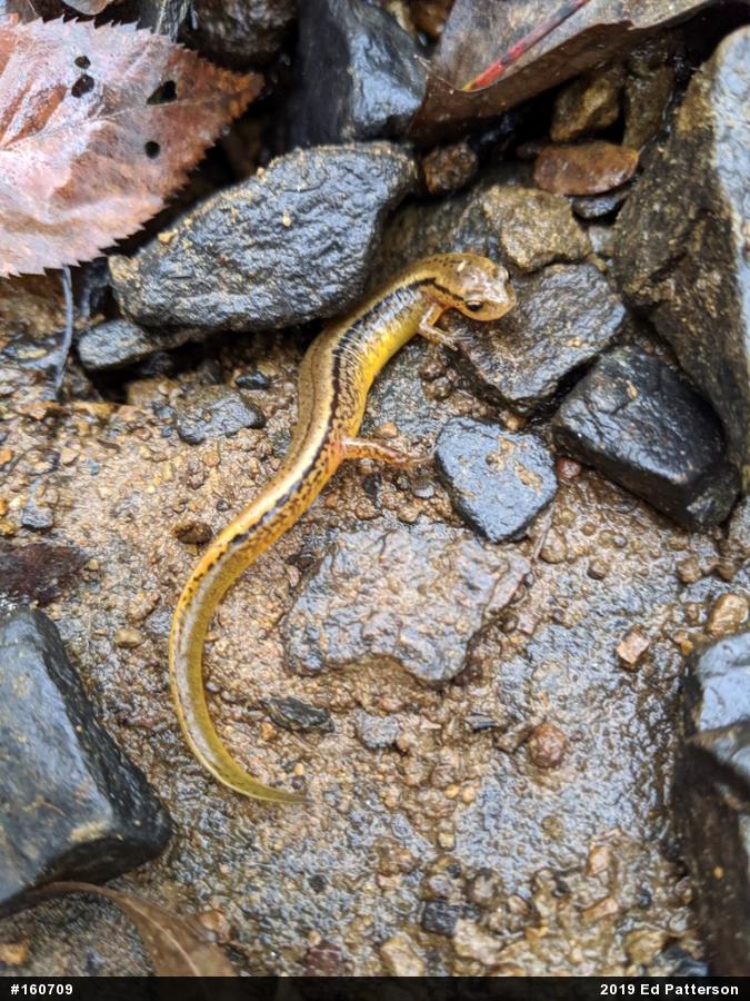 Northern Two-lined Salamander