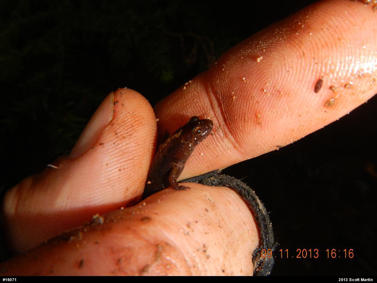 Dusky Salamanders