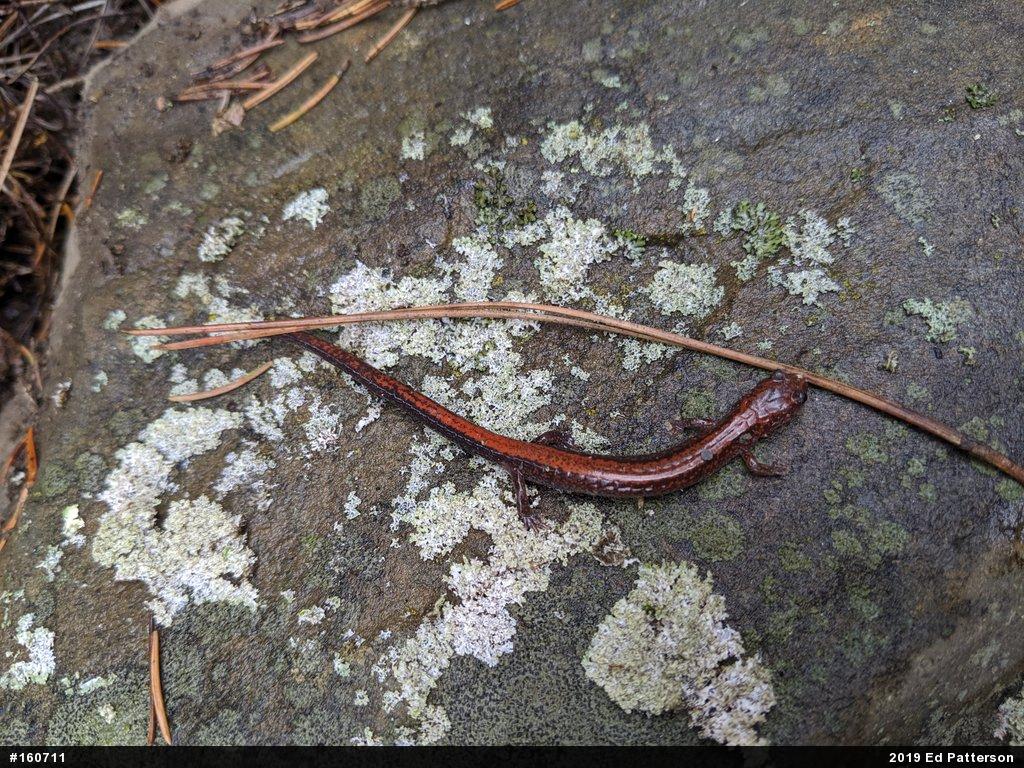 Eastern Red-backed  Salamander