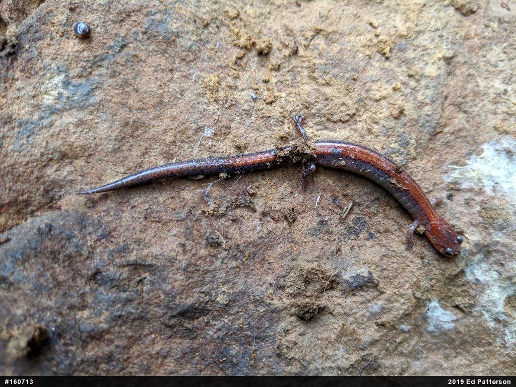 Eastern Red-backed  Salamander