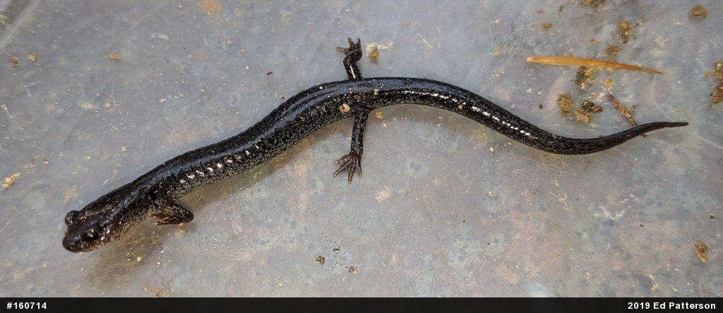 Valley And Ridge Salamander