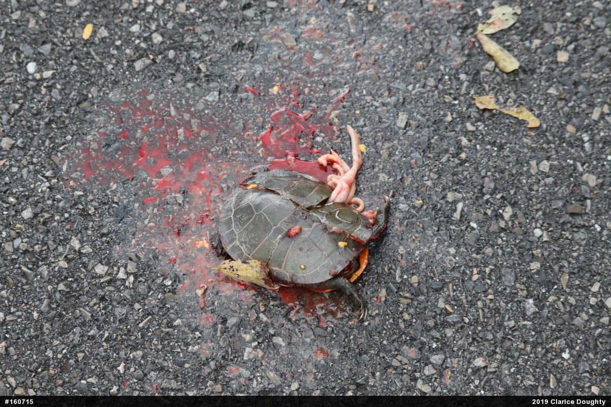 Eastern Painted Turtle