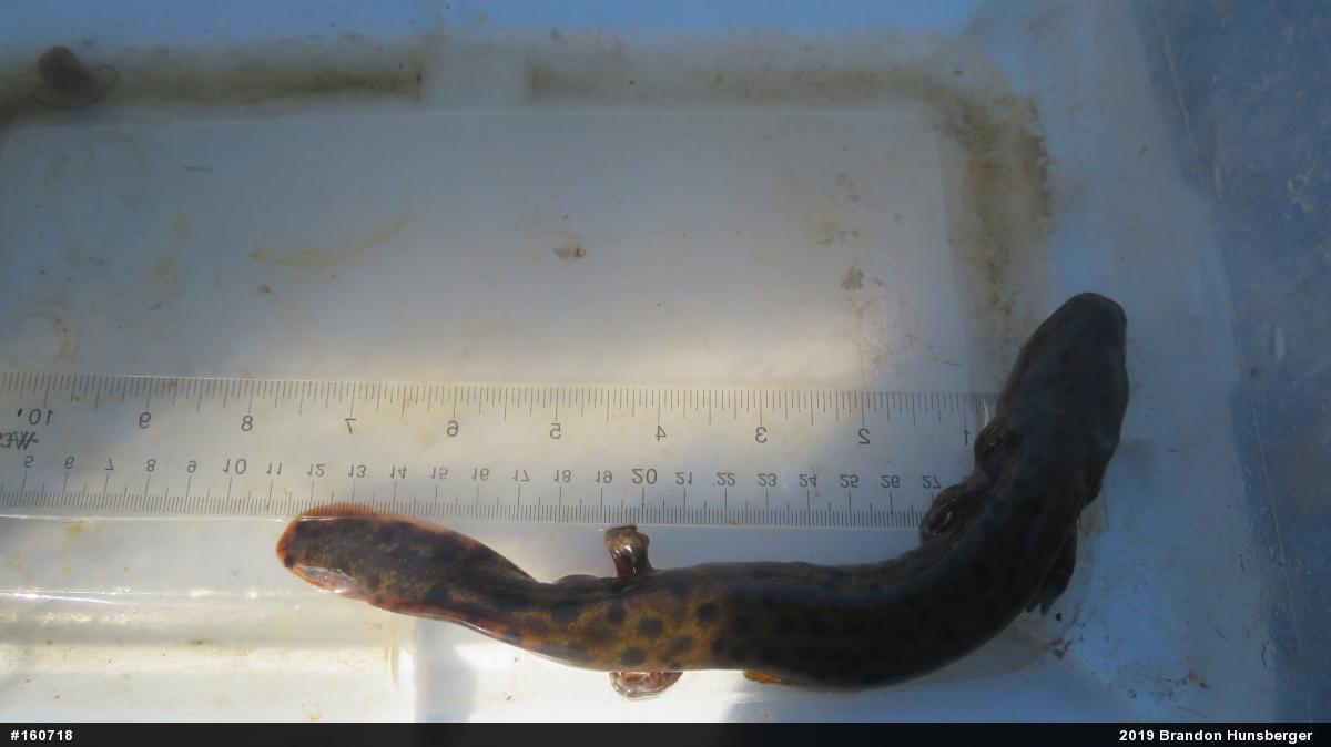 Common Mudpuppy