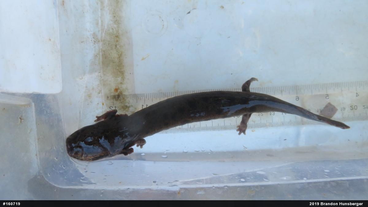 Common Mudpuppy