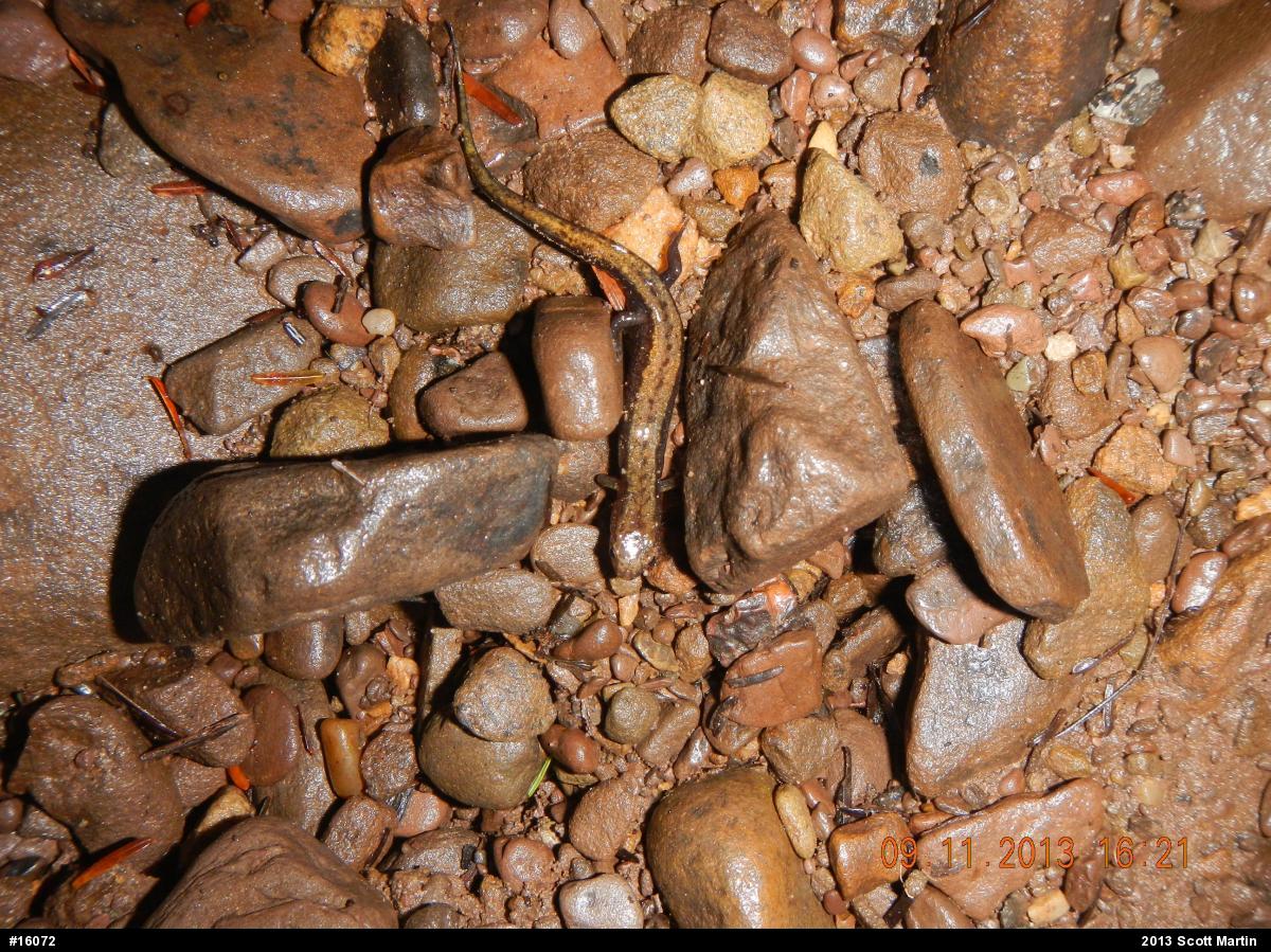 Allegheny Mountain Dusky Salamander