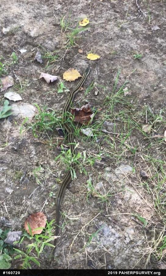 Eastern Gartersnake