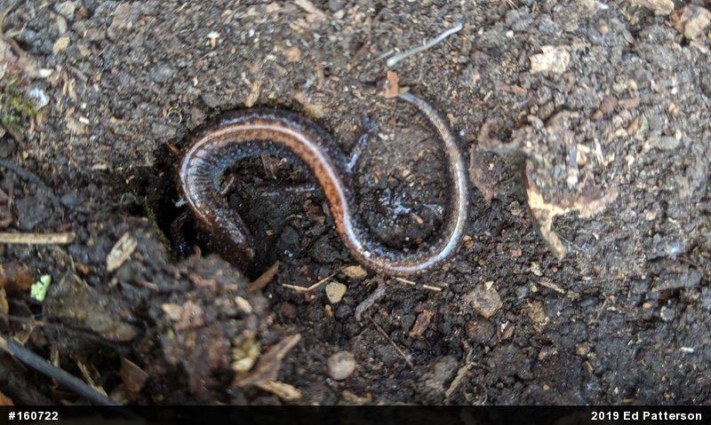 Eastern Red-backed  Salamander