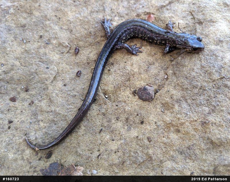 Wehrle's Salamander