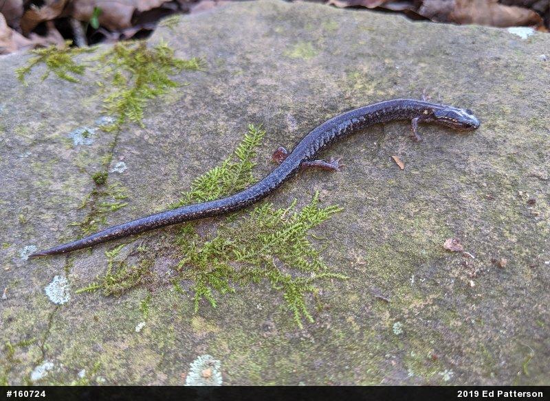Valley And Ridge Salamander