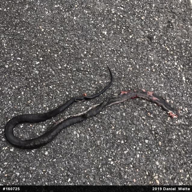 Eastern Ratsnake