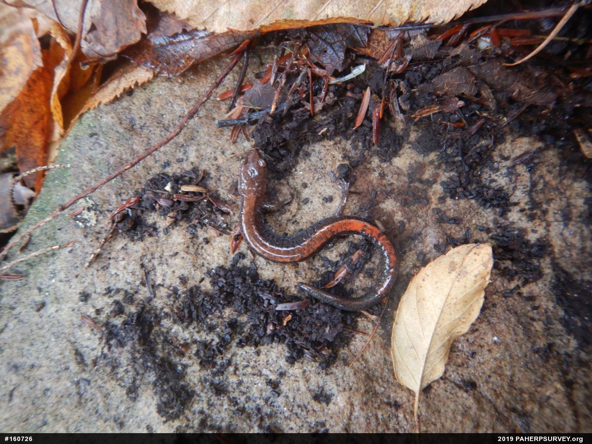 Eastern Red-backed  Salamander
