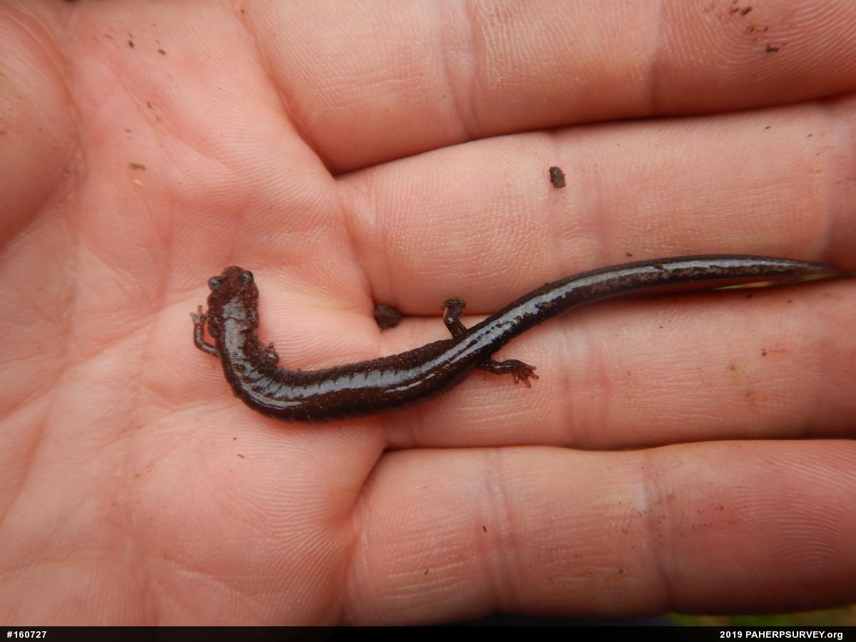 Eastern Red-backed  Salamander