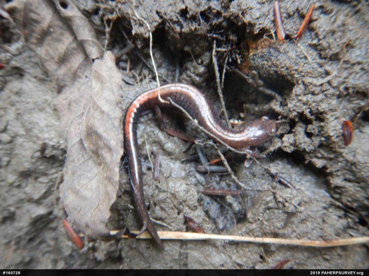 Eastern Red-backed  Salamander