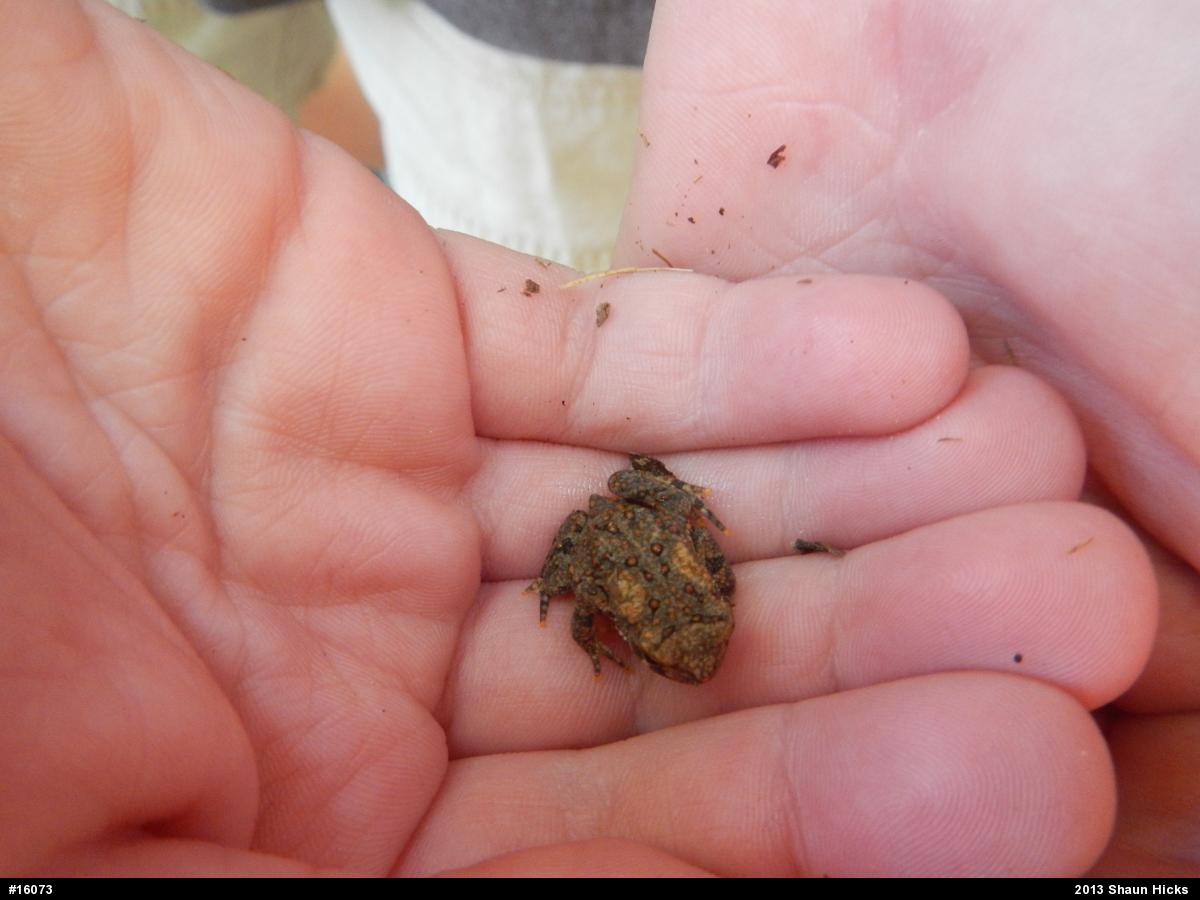 Eastern American Toad