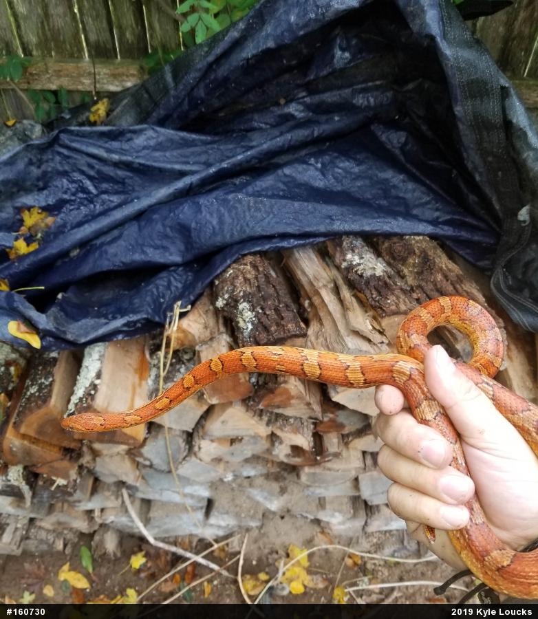 Rat Snakes