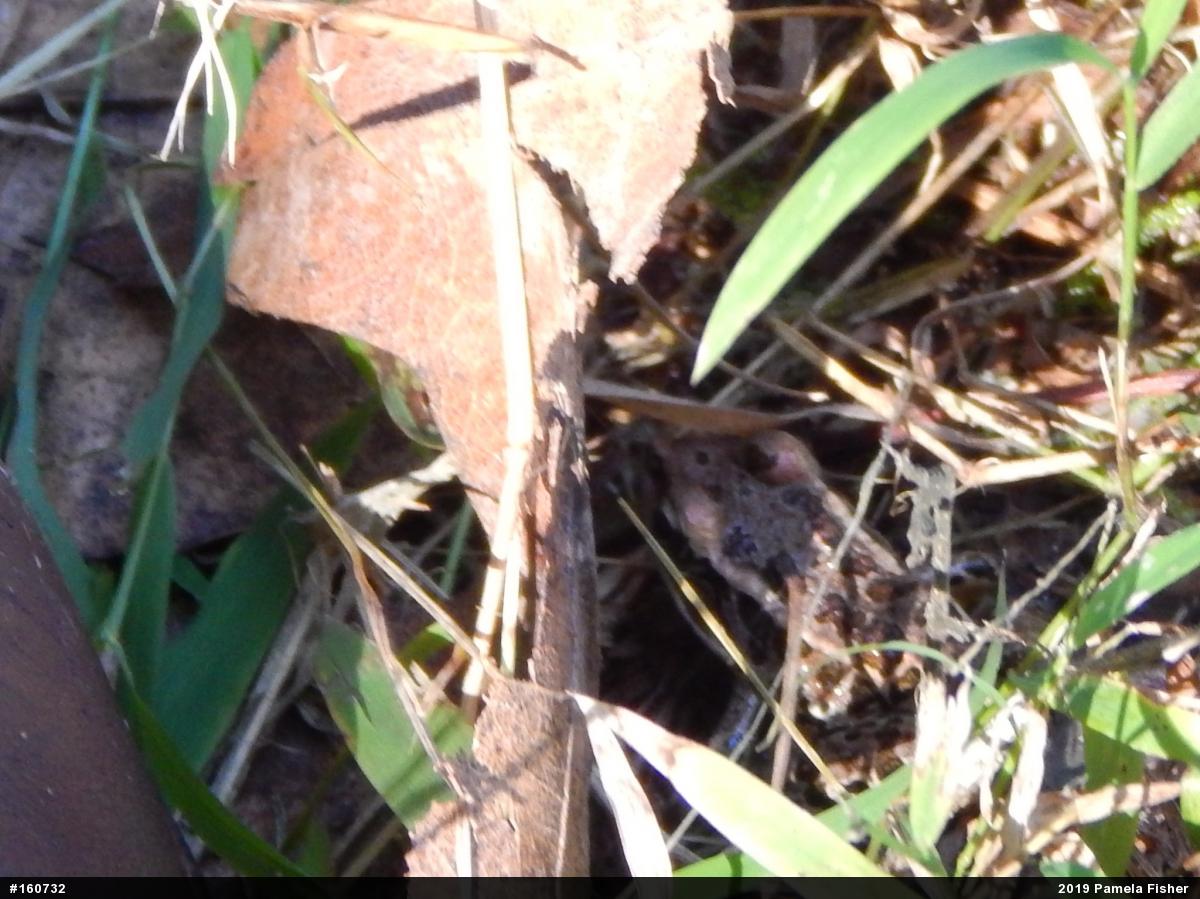 Pickerel Frog