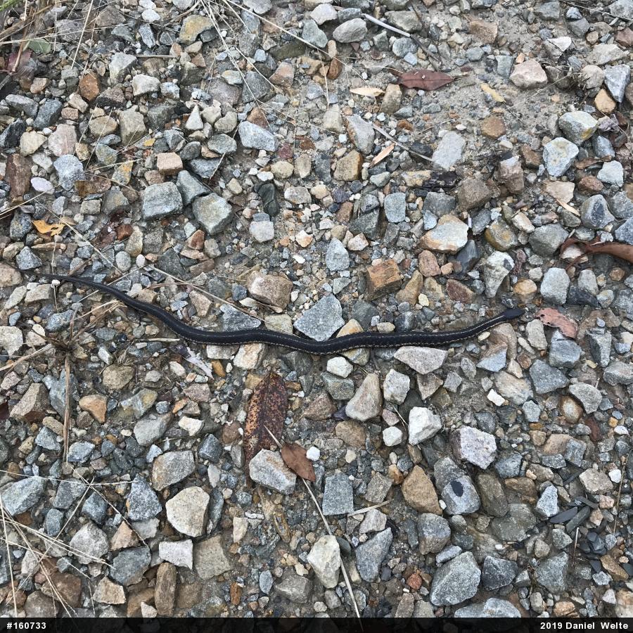 Eastern Gartersnake
