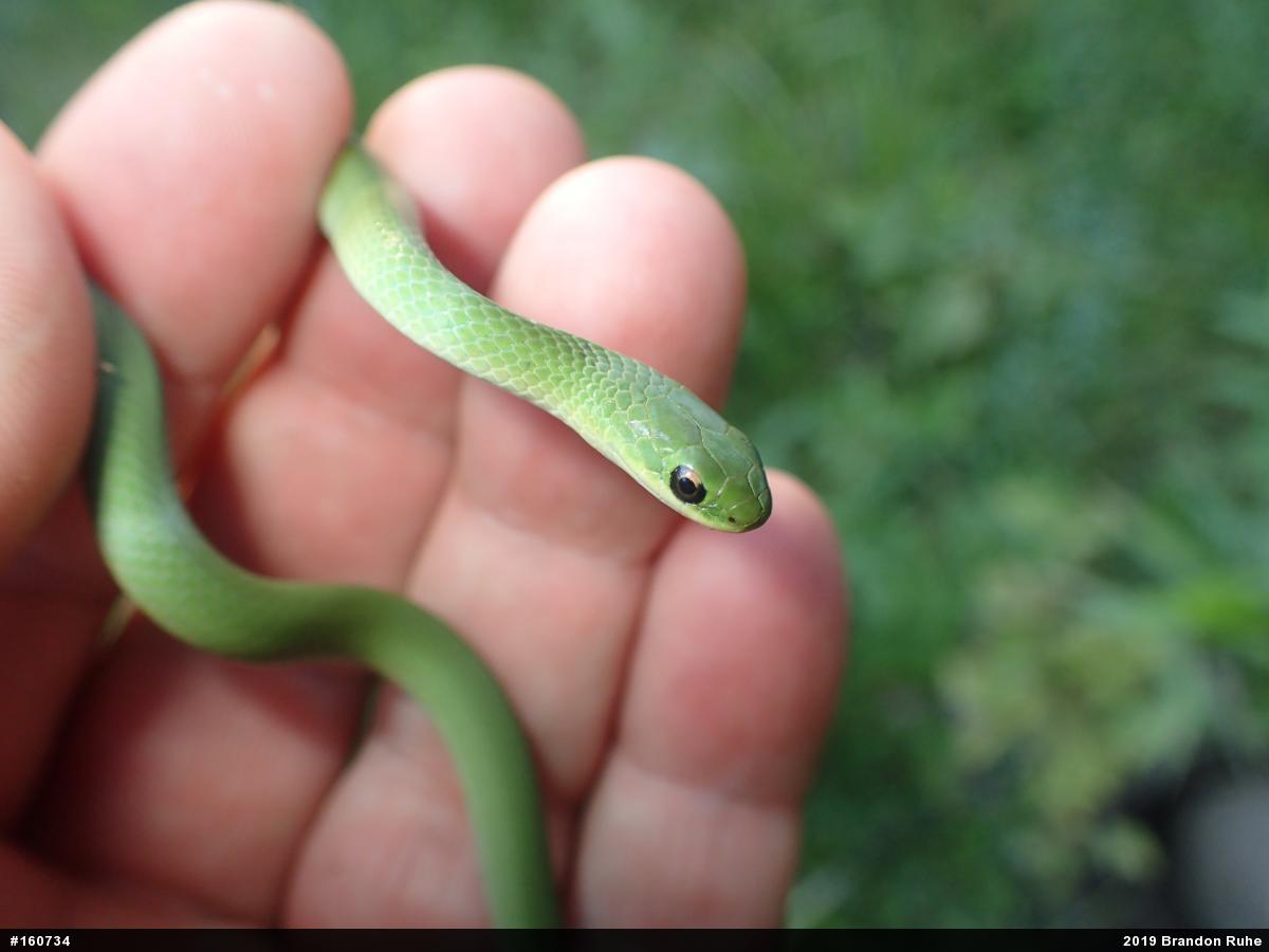 Smooth Greensnake