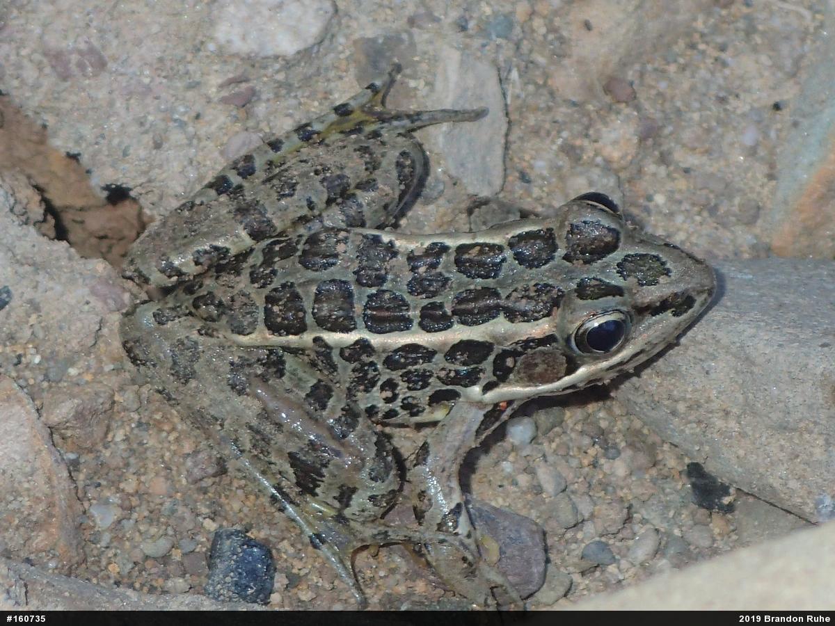Pickerel Frog