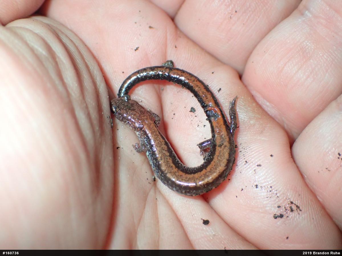 Eastern Red-backed  Salamander