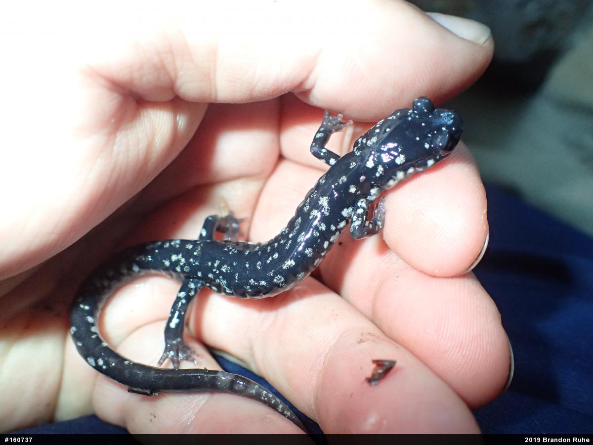 Northern Slimy Salamander