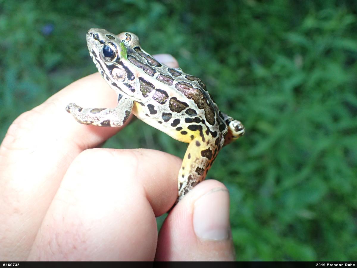 Pickerel Frog
