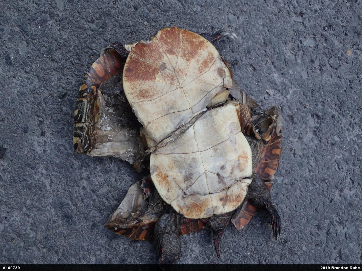 Midland Painted Turtle