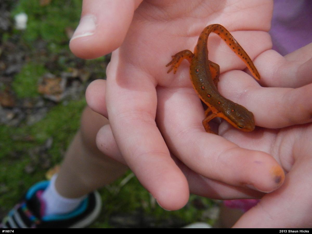 Red-spotted Newt