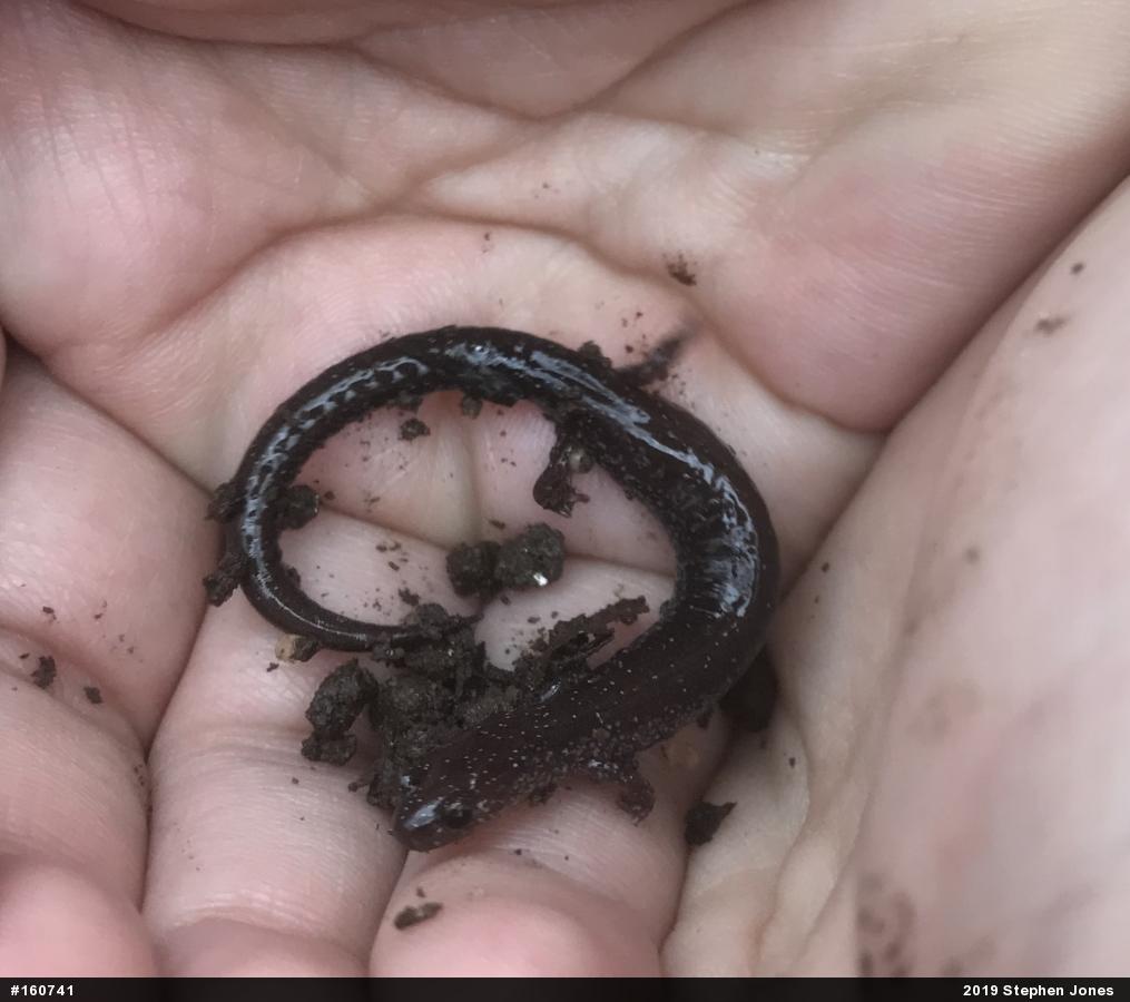 Eastern Red-backed  Salamander