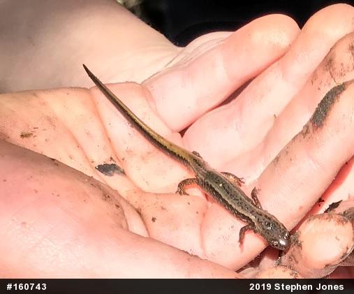 Northern Two-lined Salamander