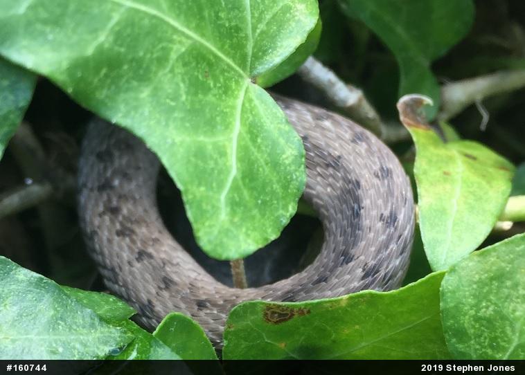 Dekay's Brownsnake
