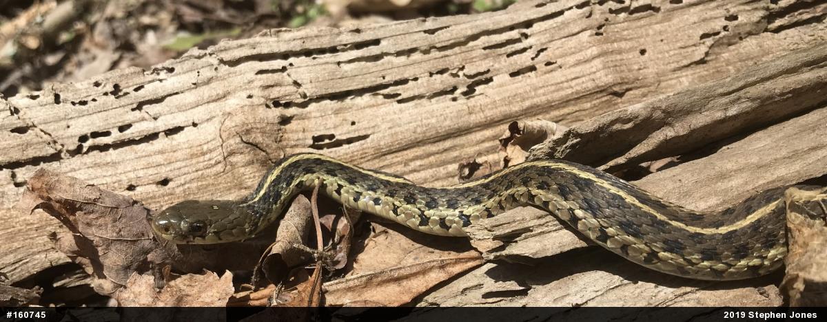 Eastern Gartersnake