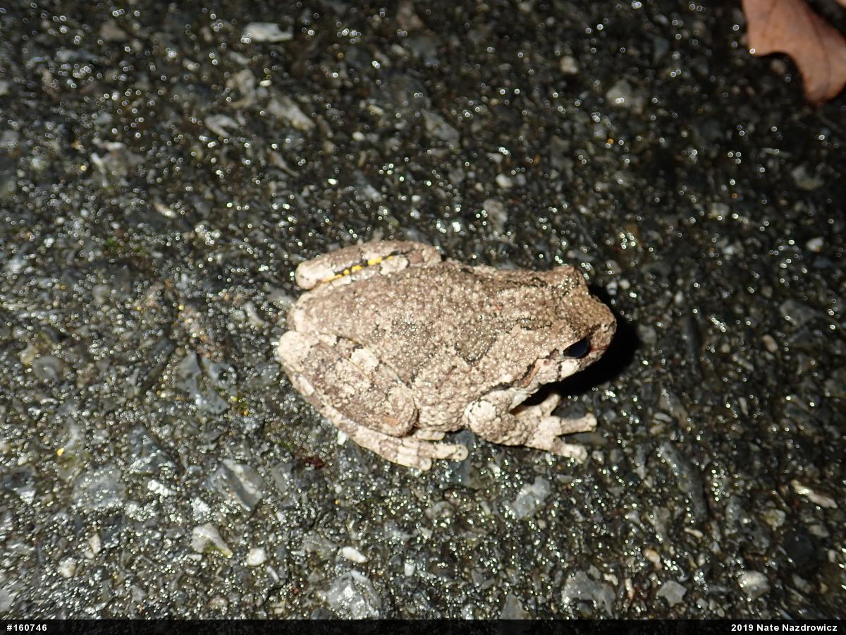 Unknown Gray Treefrog