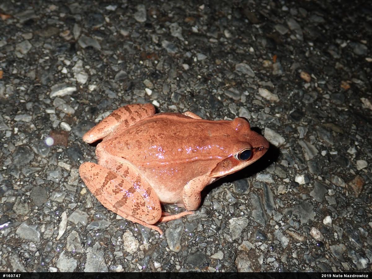Wood Frog