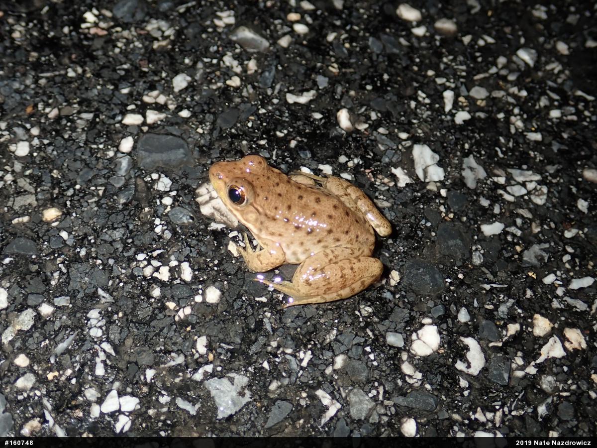 Green Frog