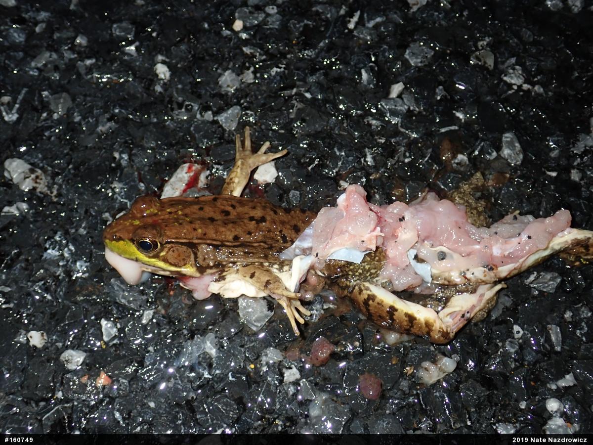 Green Frog