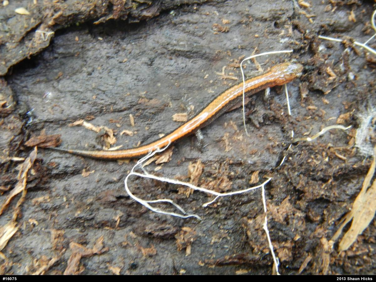 Eastern Red-backed  Salamander
