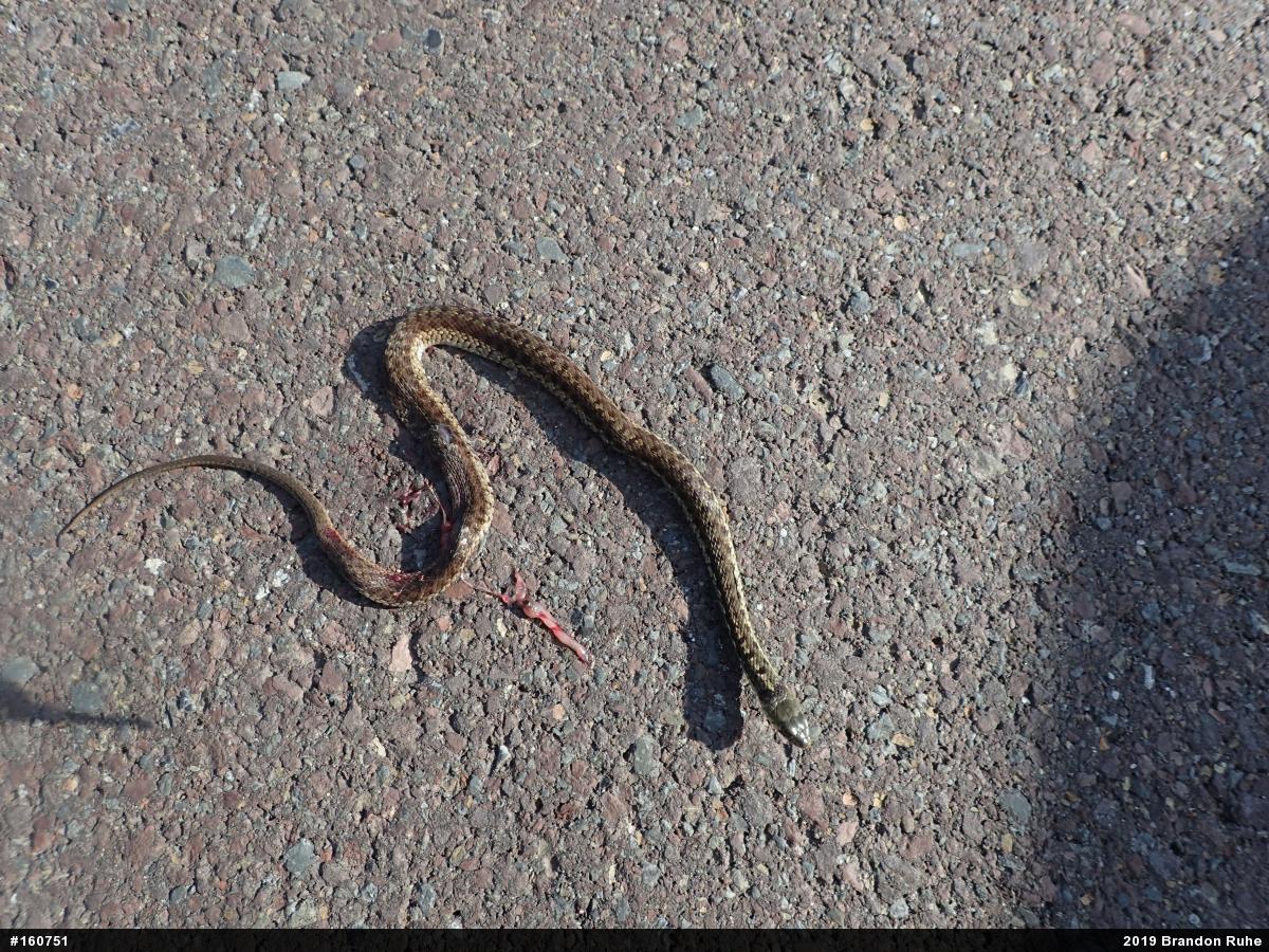 Eastern Gartersnake