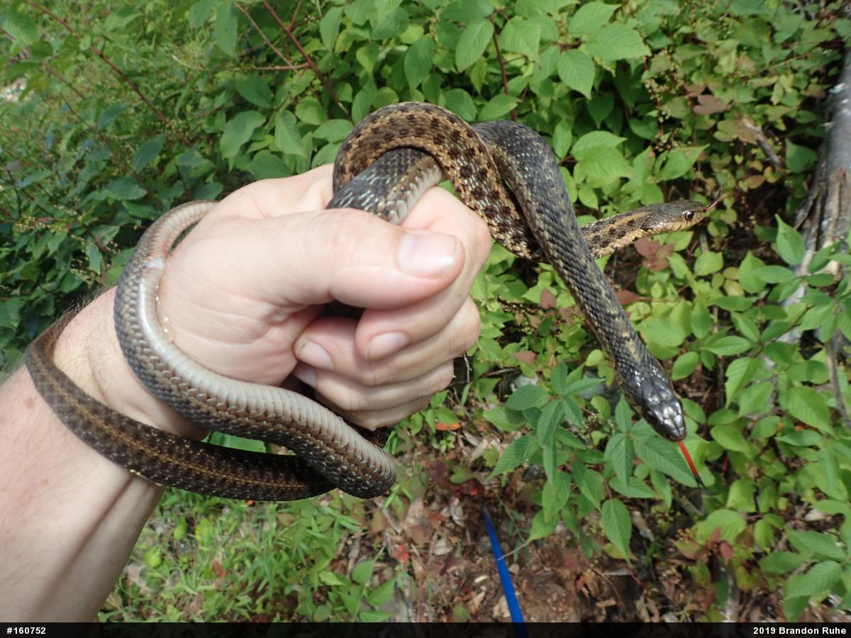 Eastern Gartersnake