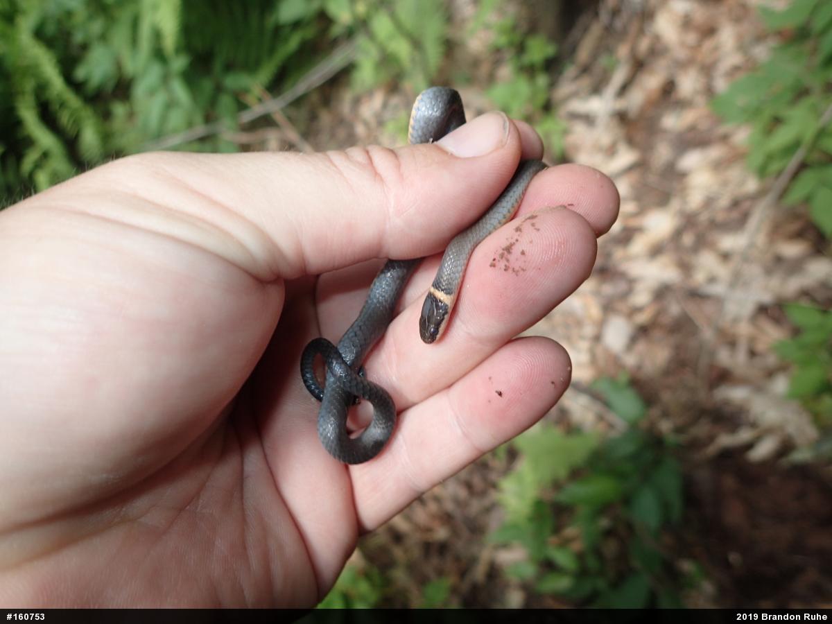 Northern Ring-necked Snake