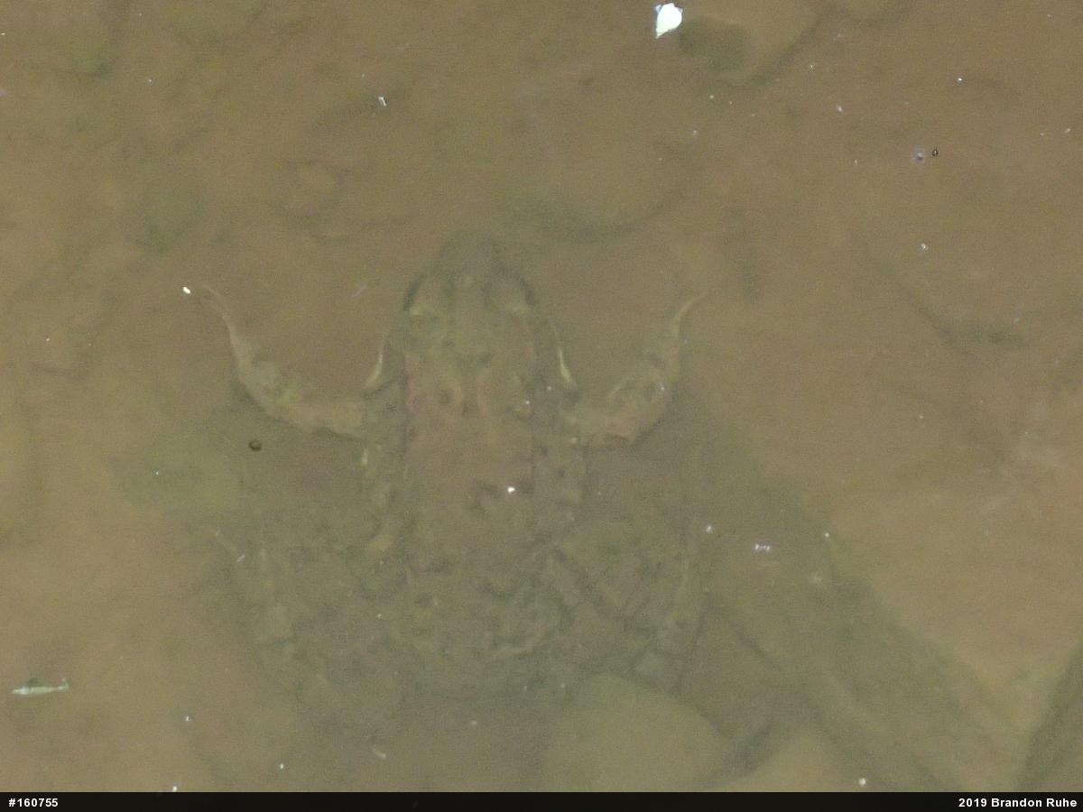 Green Frog