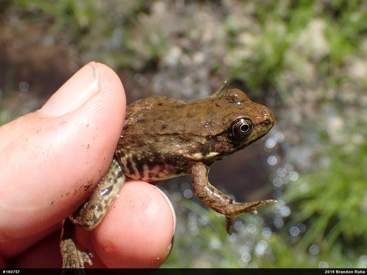 Green Frog
